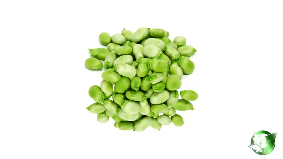 Bulk Frozen Fava Beans | Suppliers | Wholesale | ParsaFood Global